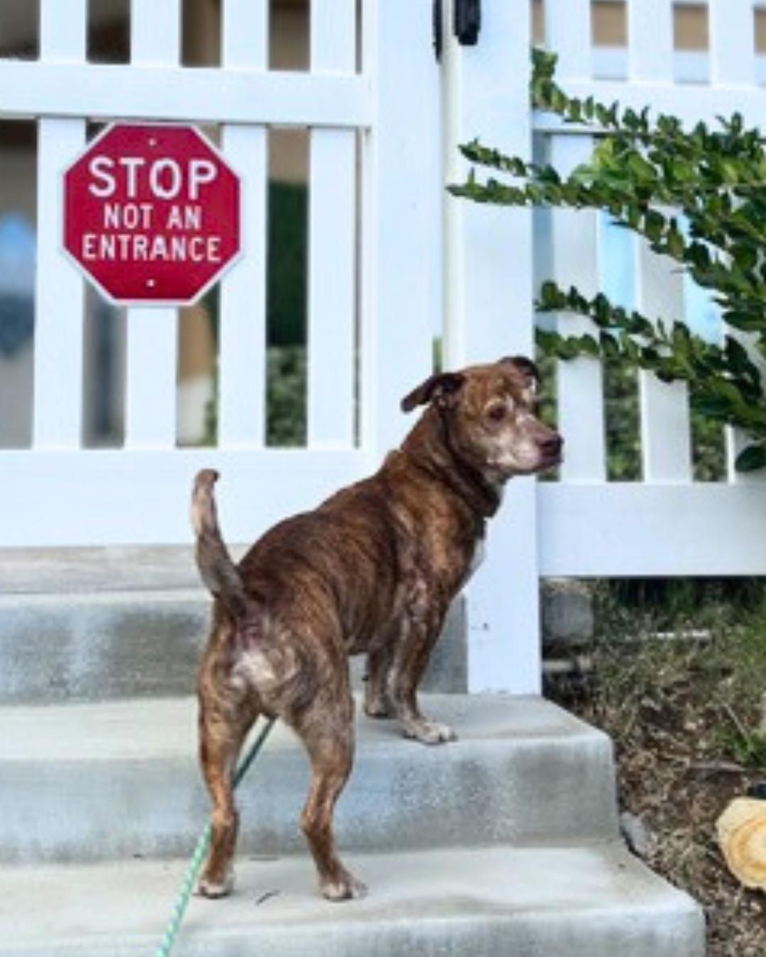 Enlarge Levy , a ADOPTABLE mixed breed in Valley Village, CA image 3/4