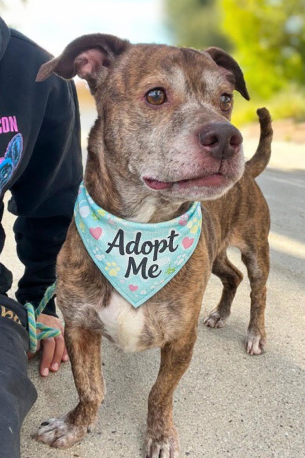 Enlarge Levy , a ADOPTABLE mixed breed in Valley Village, CA image 1/4