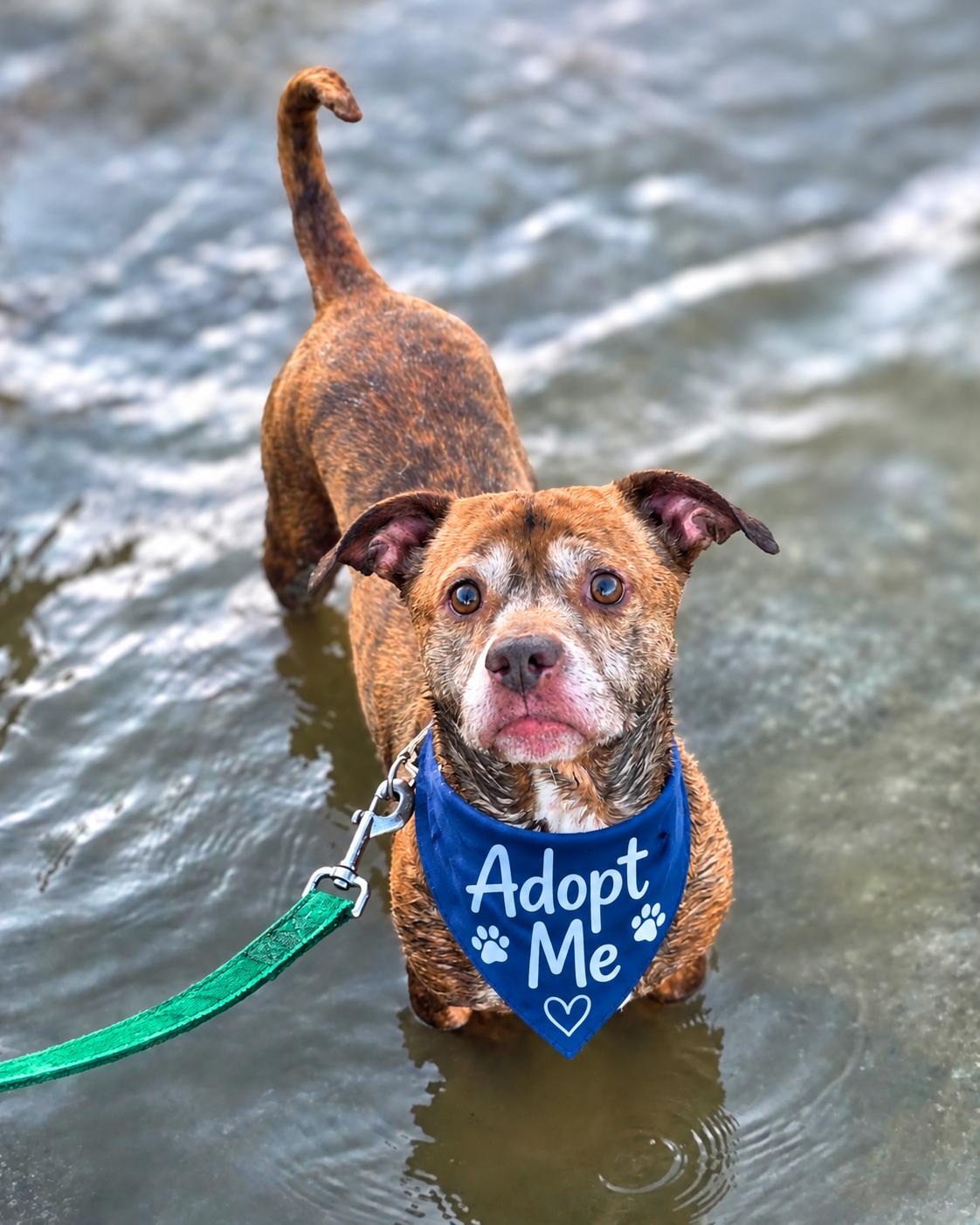 Levy , ADOPTABLE, Adult Male Dachshund & Pit Bull Terrier.