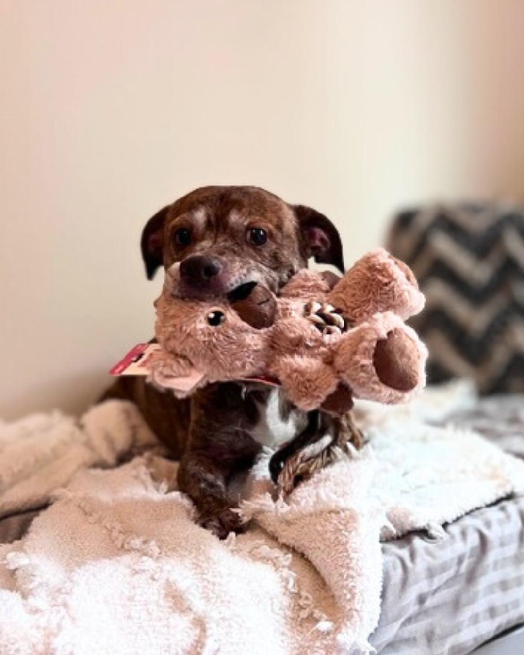 Enlarge Levy , a ADOPTABLE mixed breed in Valley Village, CA image 2/4