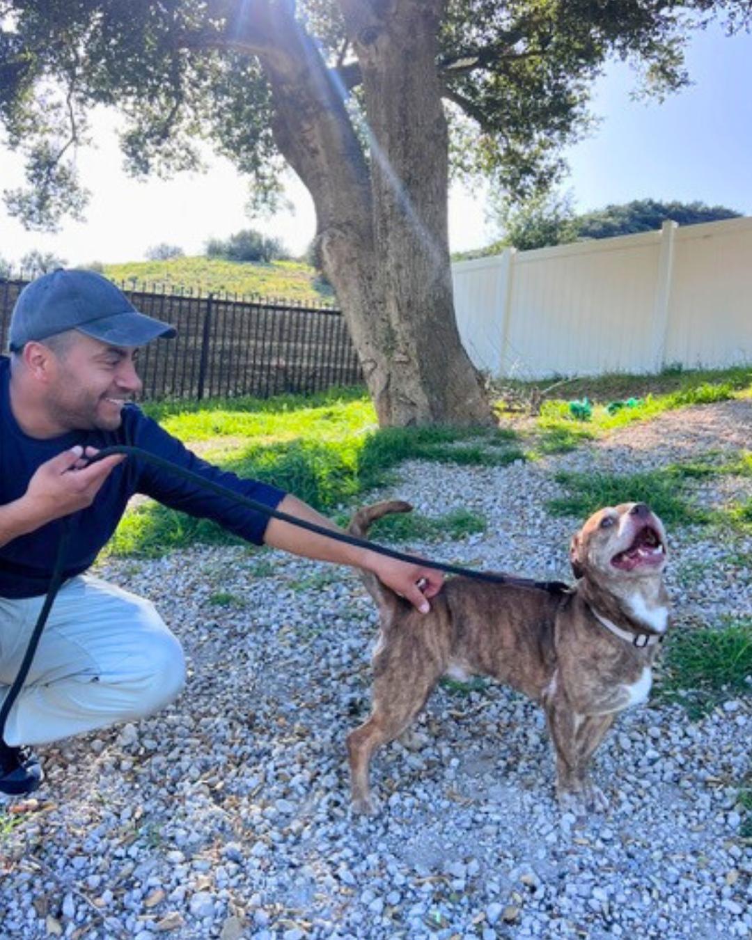 Enlarge Levy , a ADOPTABLE mixed breed in Valley Village, CA image 4/4