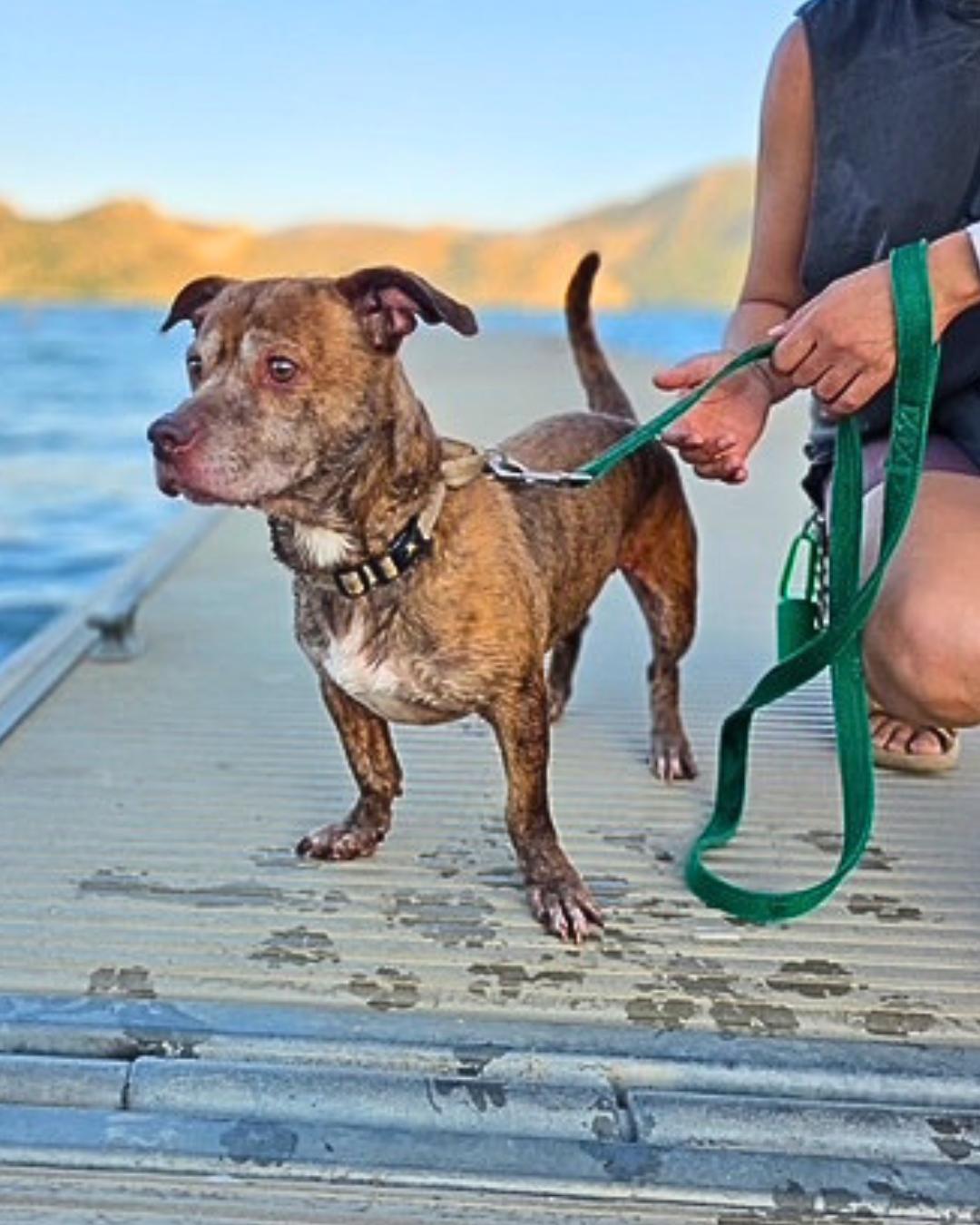 Enlarge Levy , a ADOPTABLE mixed breed in Valley Village, CA image 3/6