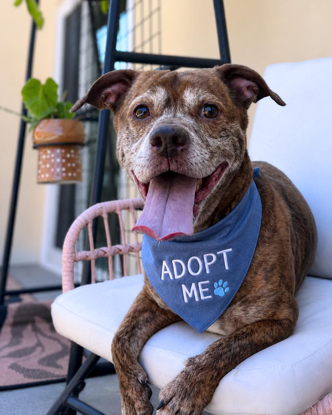Enlarge Levy , a ADOPTABLE mixed breed in Valley Village, CA image 6/6
