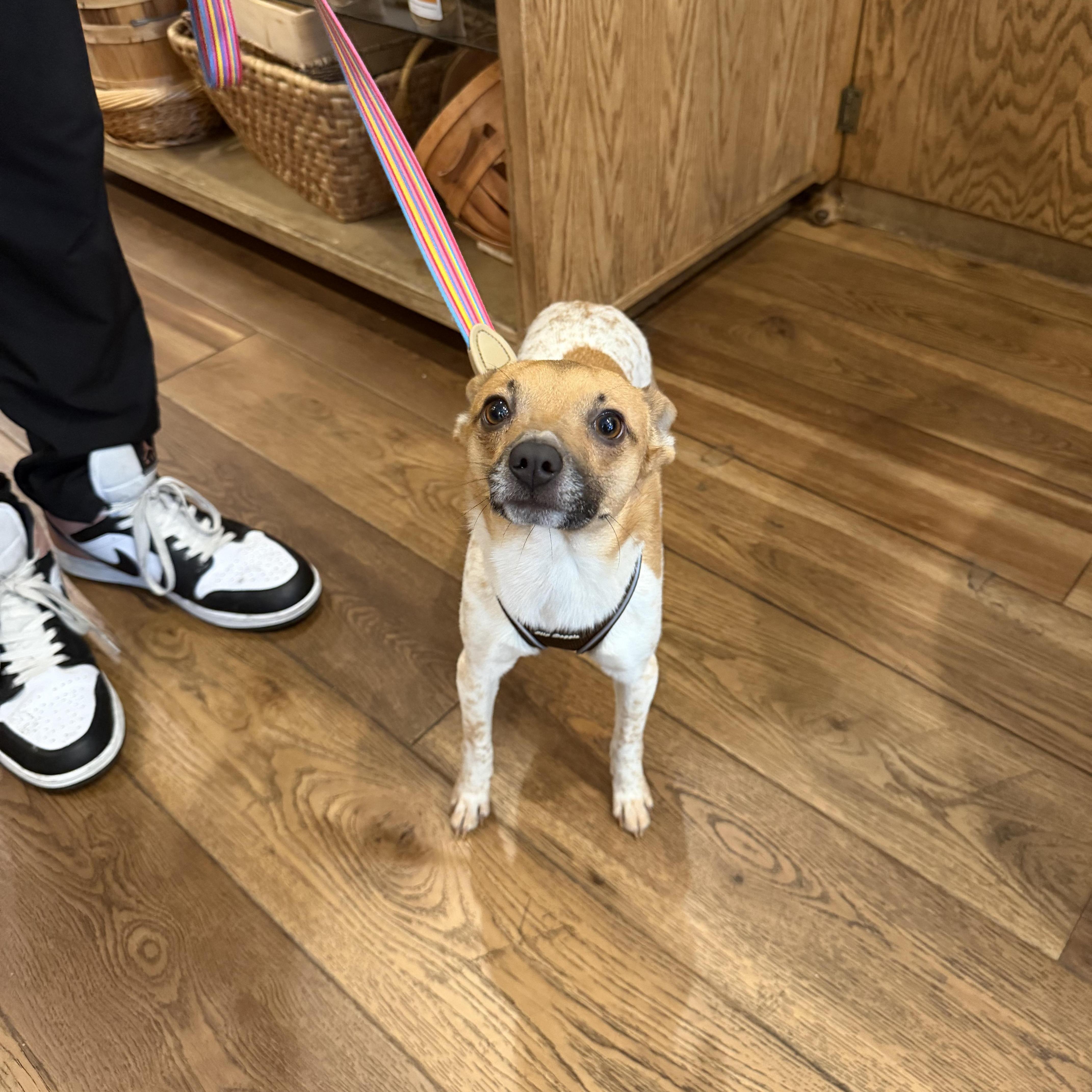 Enlarge River, a ADOPTABLE mixed breed in Boulder, CO image 3/6