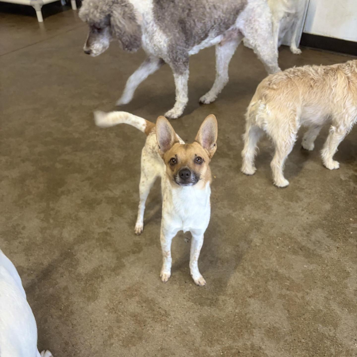 Enlarge River, a ADOPTABLE mixed breed in Boulder, CO image 6/6
