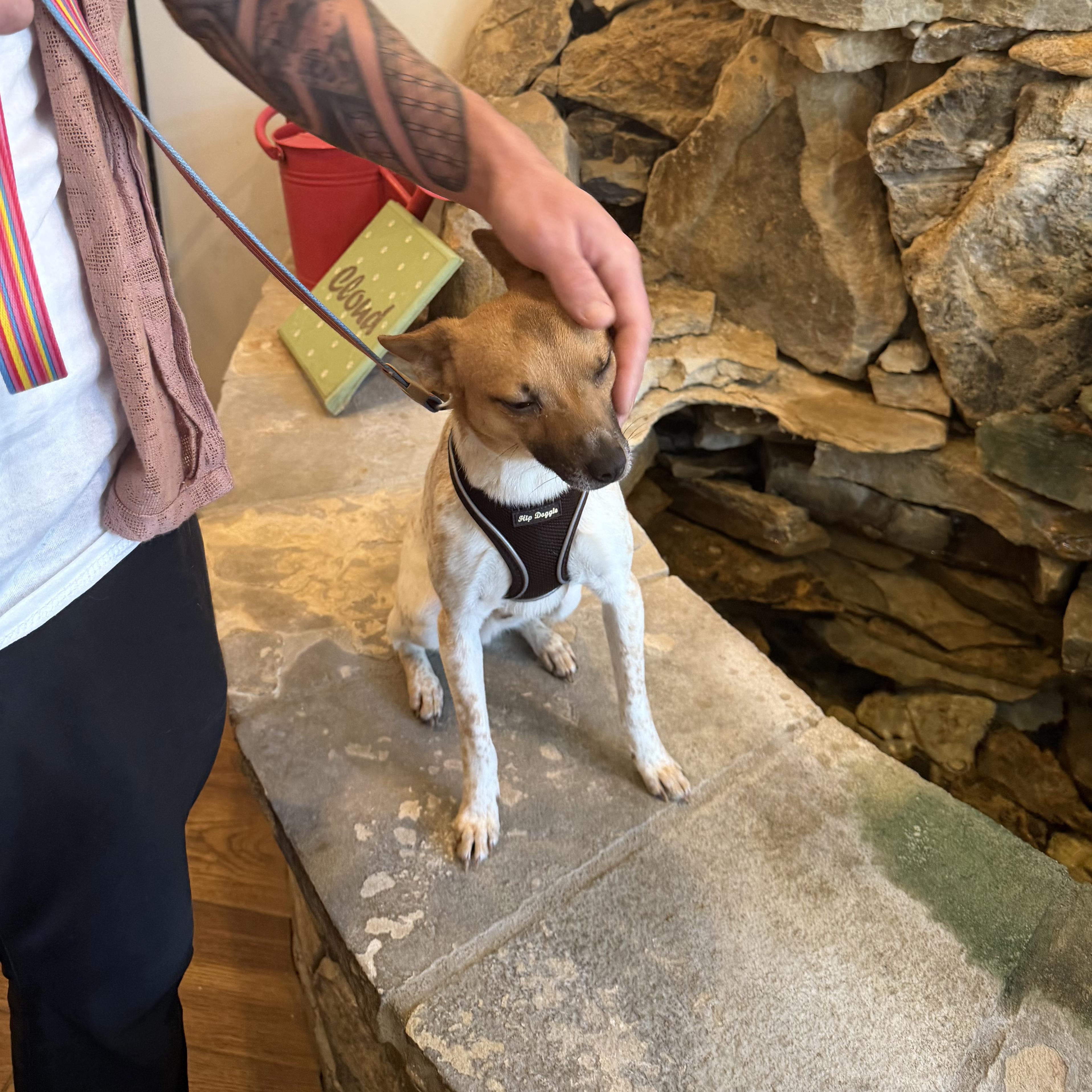 Enlarge River, a ADOPTABLE mixed breed in Boulder, CO image 4/6