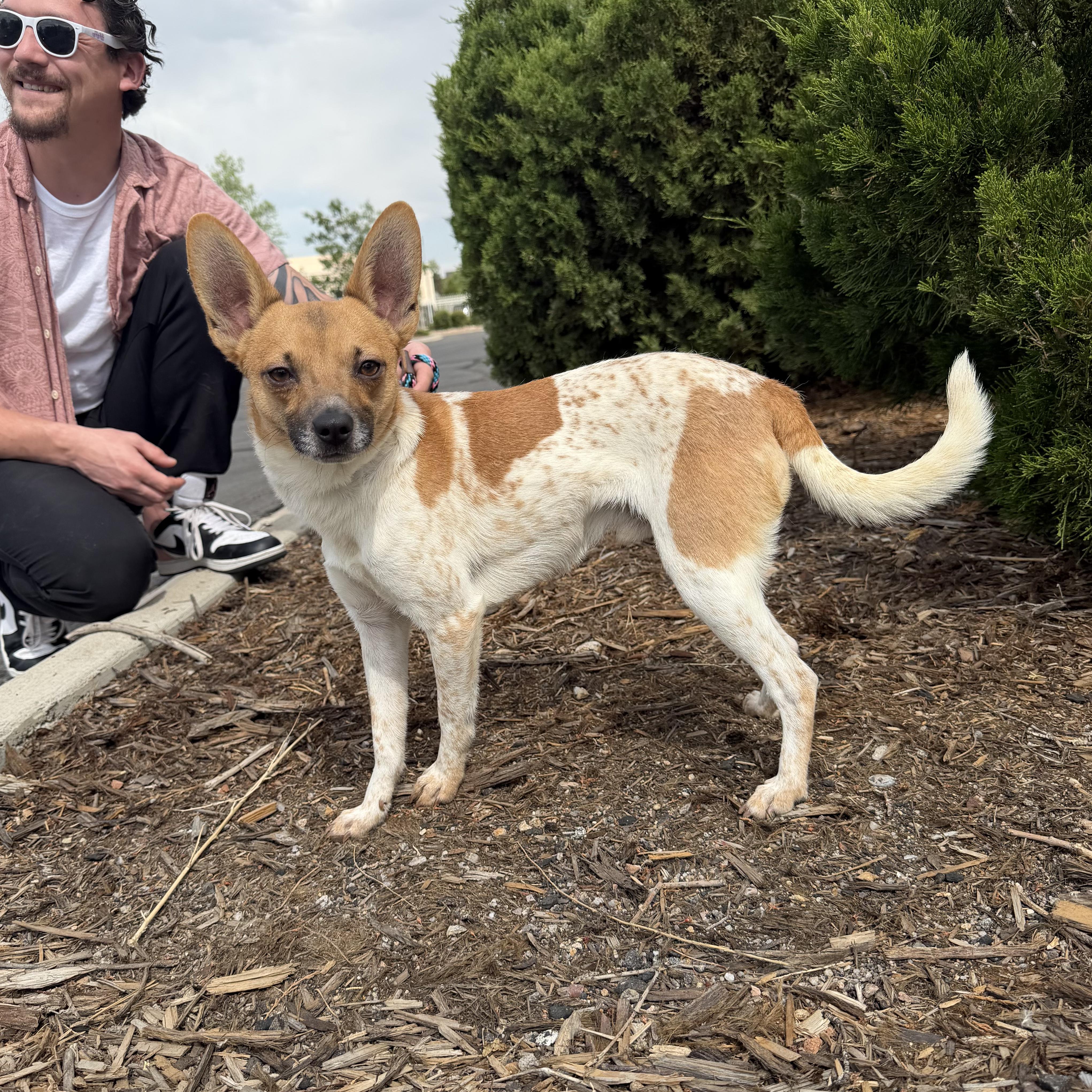 Enlarge River, a ADOPTABLE mixed breed in Boulder, CO image 2/6