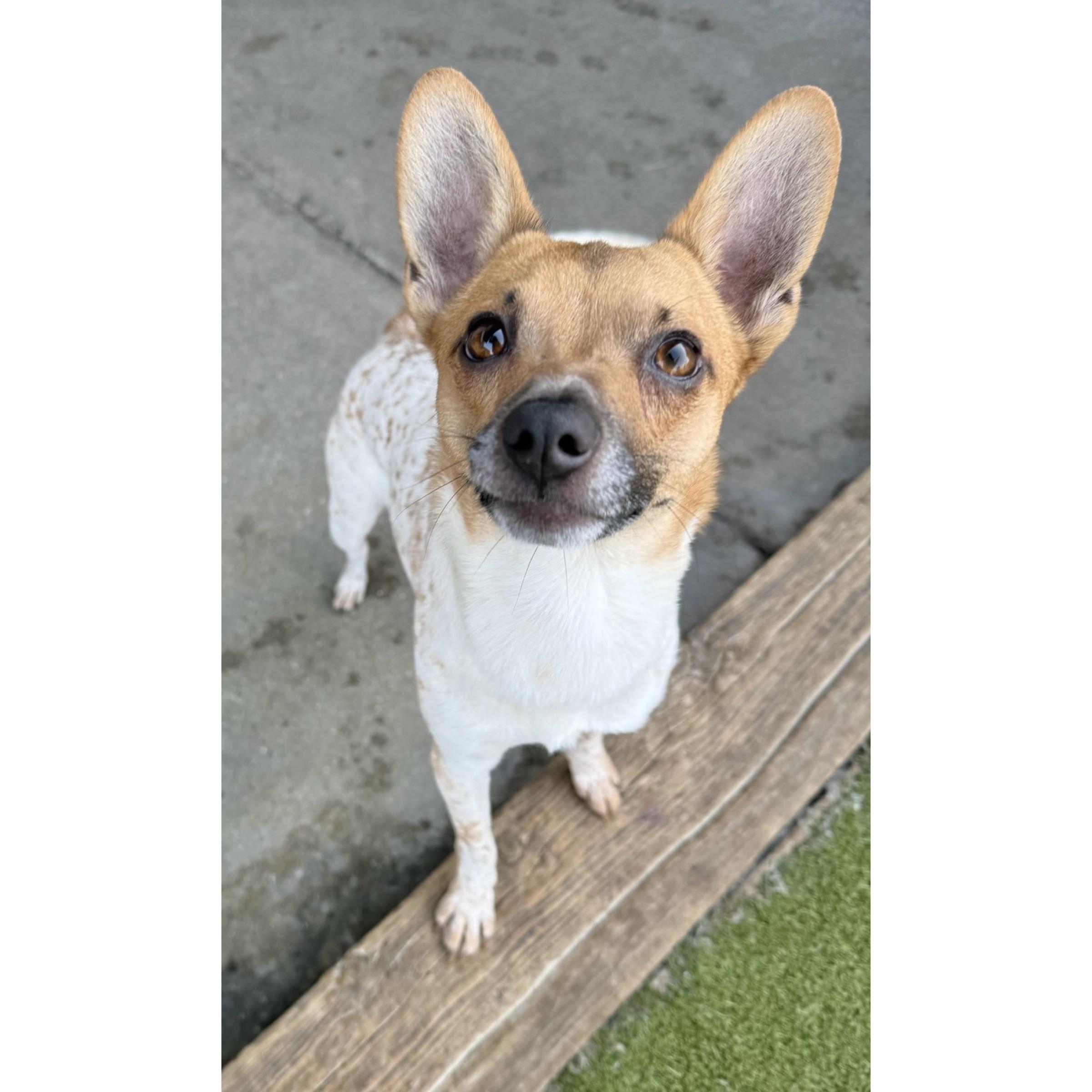 River, ADOPTABLE, Young Male Jack Russell Terrier & Chihuahua.