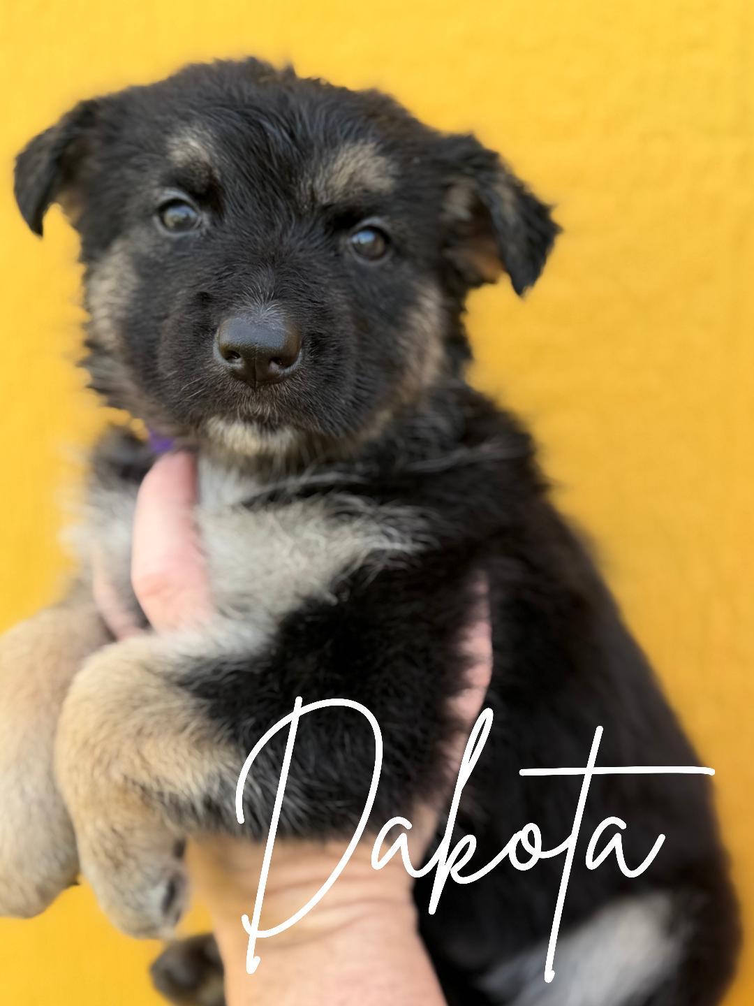 Dakota, ADOPTABLE, Puppy Female German Shepherd Dog & Siberian Husky.