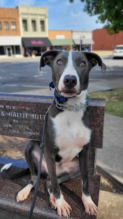 Kash, Adoptable, Puppy Male Great Dane & Catahoula Leopard Dog.