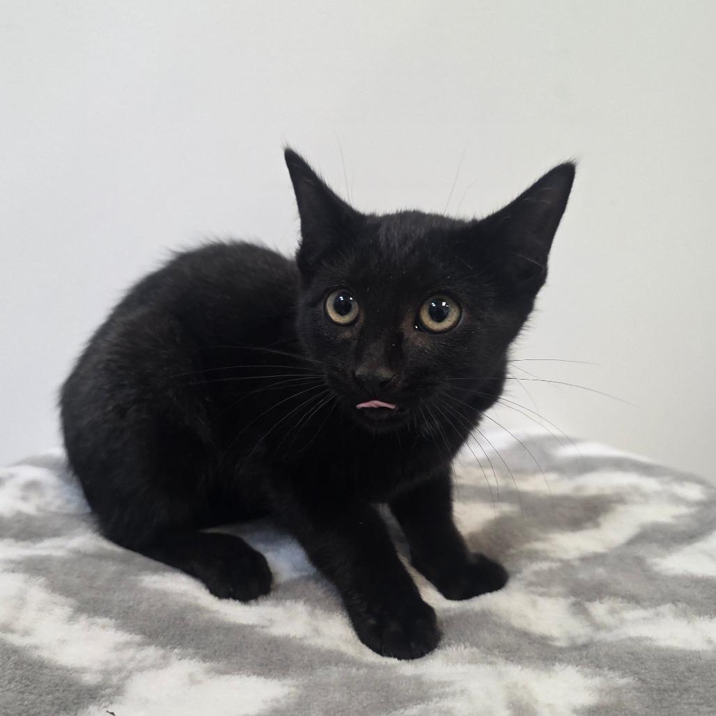 Lollipop, Adoptable, Kitten Female Domestic Short Hair.