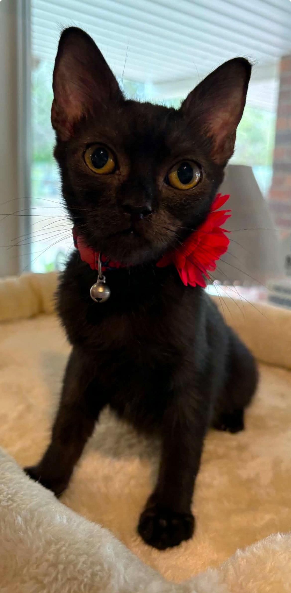 Baby Bear, Adoptable, Kitten Female Domestic Short Hair.