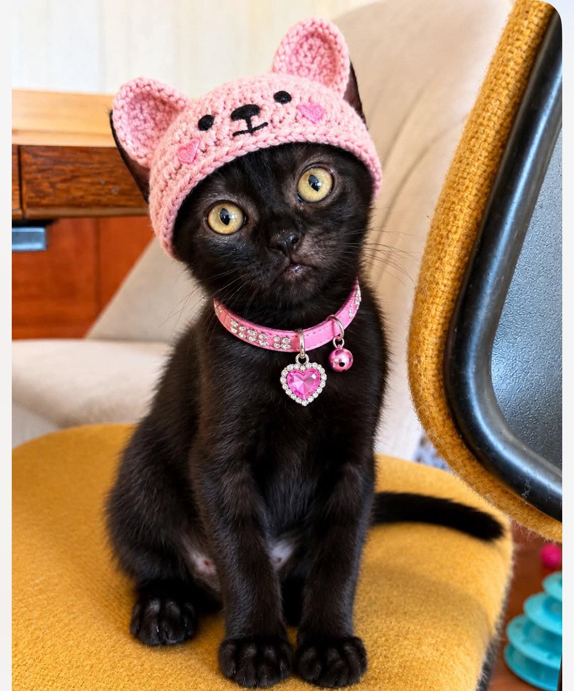 Enlarge Baby Bear, a Adoptable Domestic Short Hair in Phoenix, AZ image 2/3