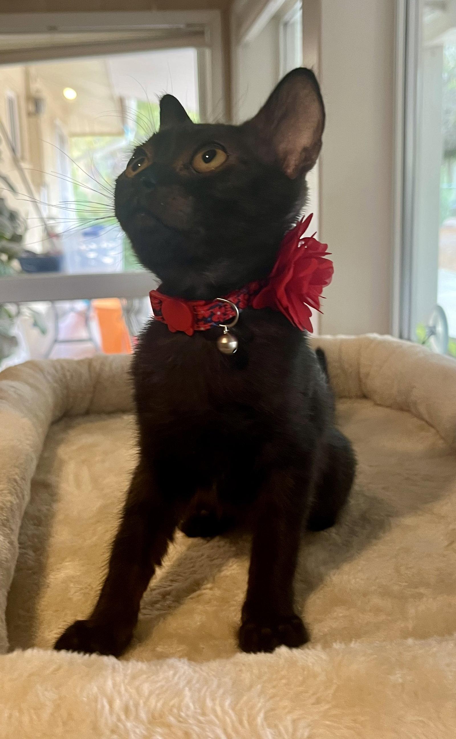Enlarge Baby Bear, a Adoptable Domestic Short Hair in Phoenix, AZ image 3/3
