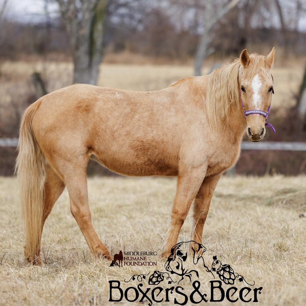 Sunny, Adoptable, Senior Female Quarterhorse.