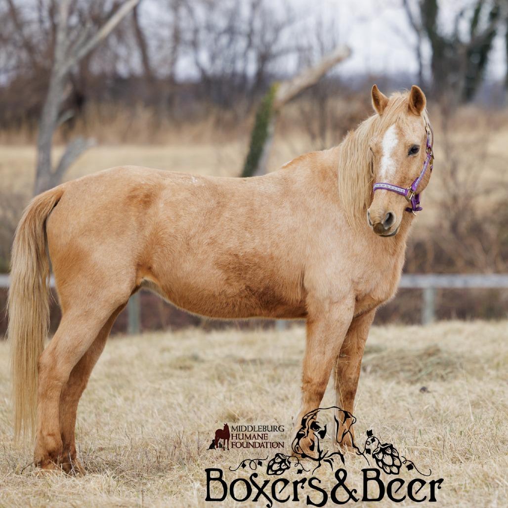 Sunny, a Adoptable Quarterhorse in Marshall, VA image 3/5