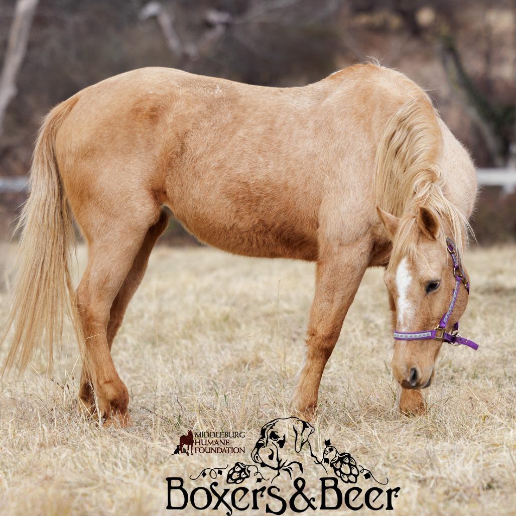 Sunny, a Adoptable Quarterhorse in Marshall, VA image 4/5