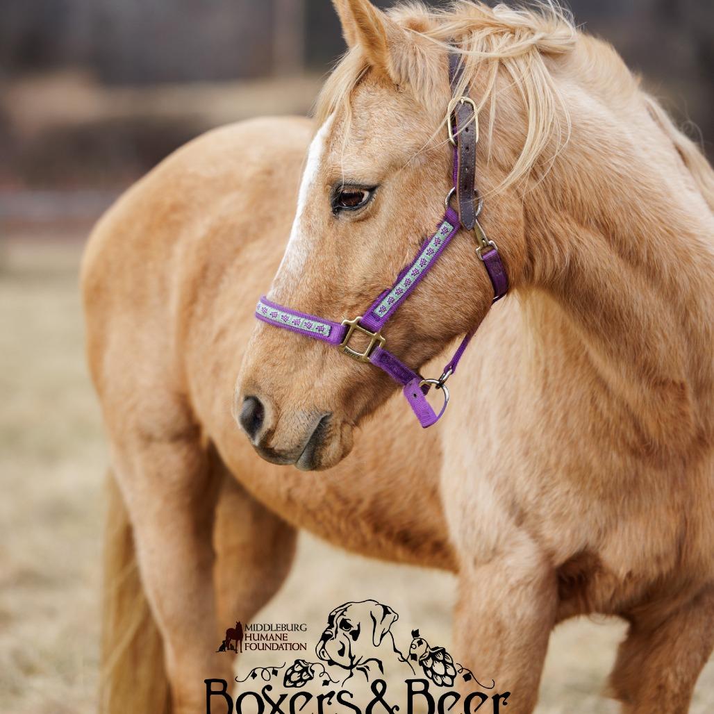 Sunny, a Adoptable Quarterhorse in Marshall, VA image 5/5
