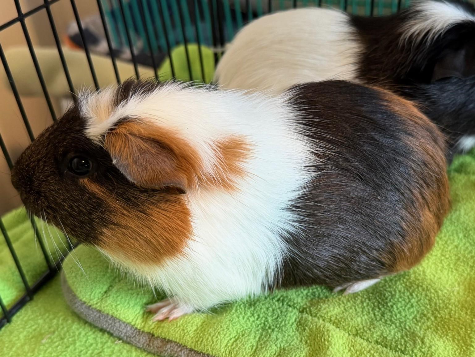 Rye, ADOPTABLE, Baby Male Guinea Pig.