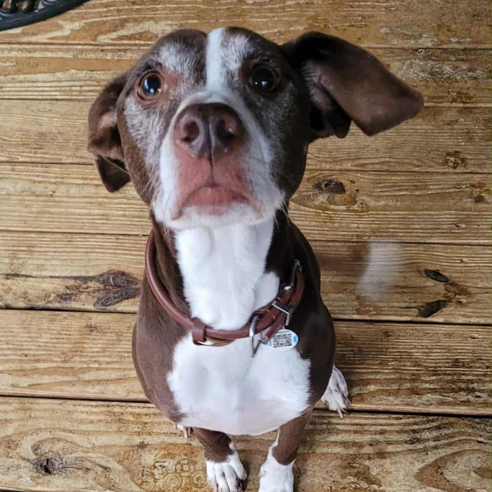 Enlarge Josie, a Adoptable mixed breed in Rossville, GA image 1/6