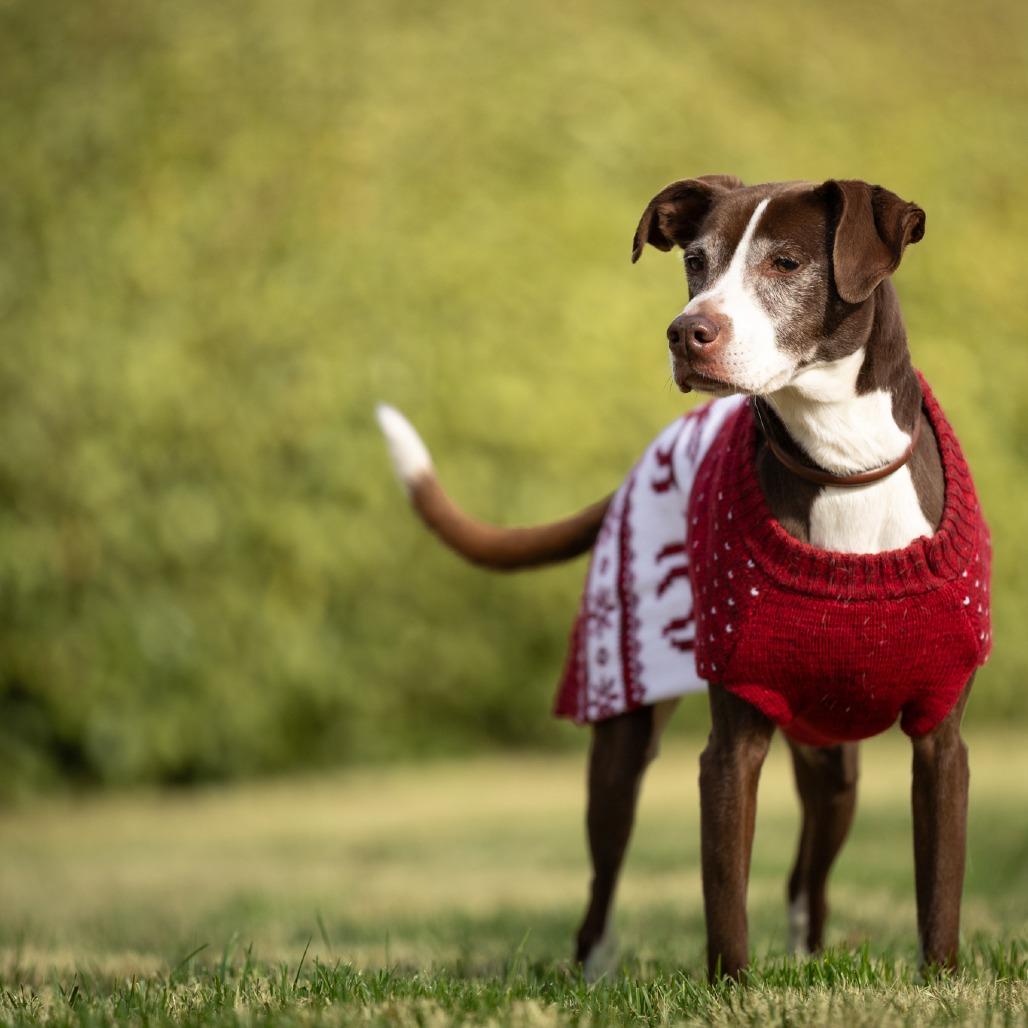 Enlarge Josie, a Adoptable mixed breed in Rossville, GA image 3/6