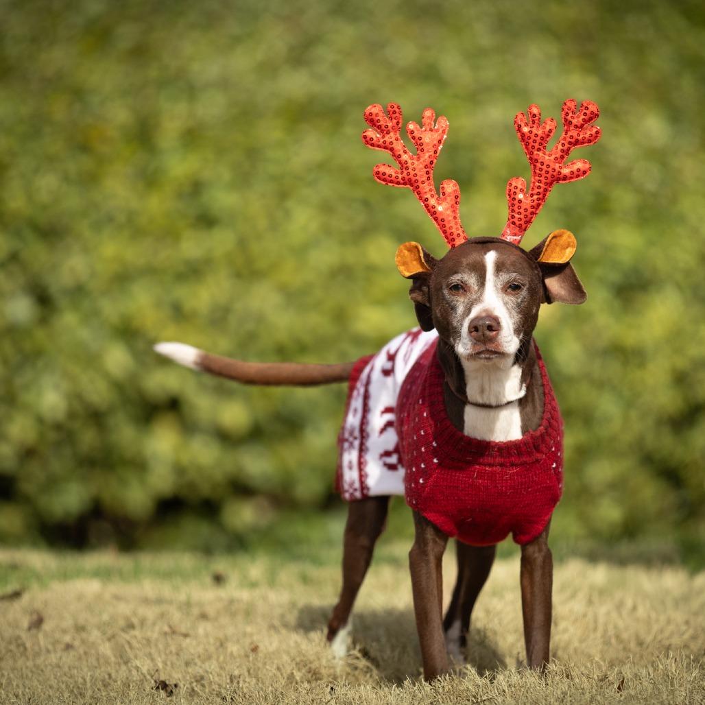 Enlarge Josie, a Adoptable mixed breed in Rossville, GA image 4/6