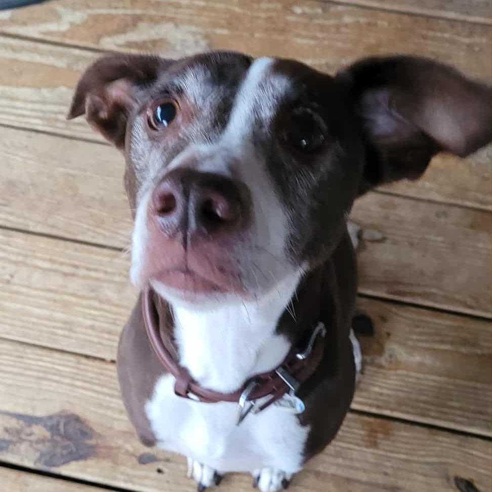 Enlarge Josie, a Adoptable mixed breed in Rossville, GA image 5/6