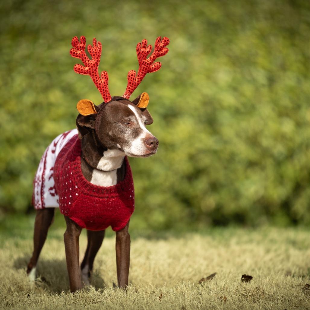 Enlarge Josie, a Adoptable mixed breed in Rossville, GA image 6/6