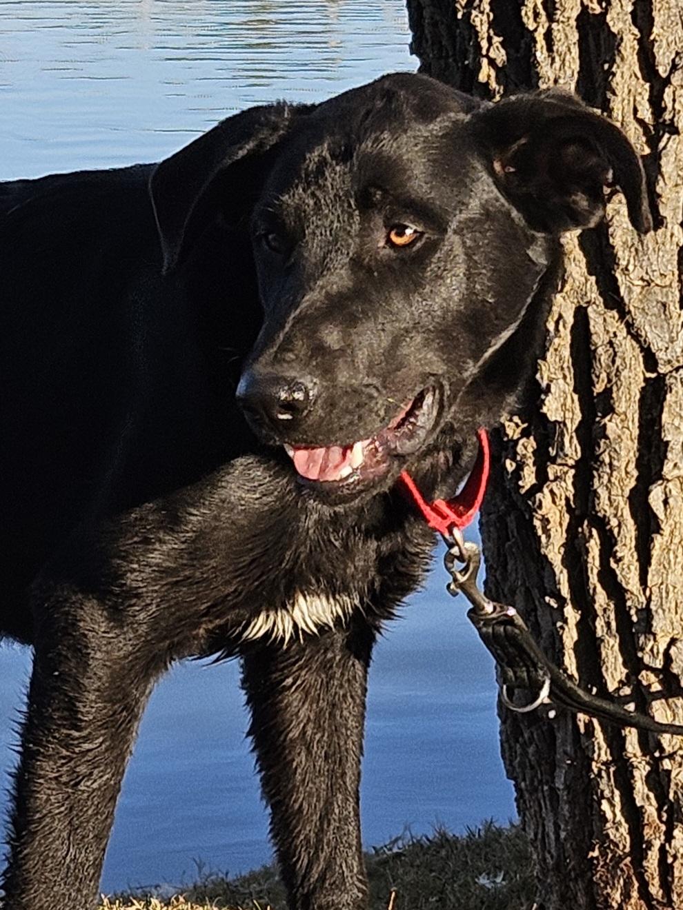 Valor, Young Male Black Labrador Retriever
