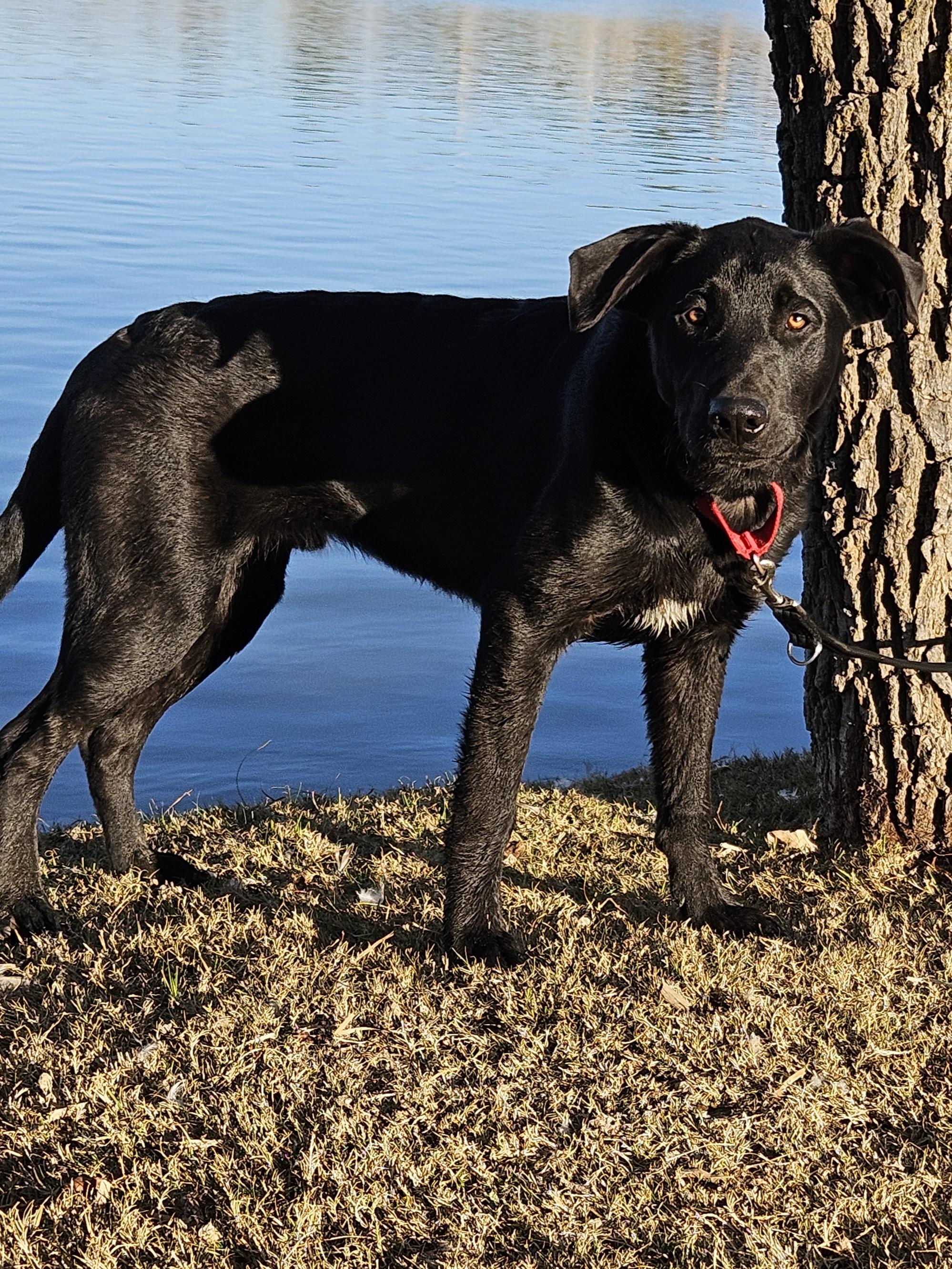 Enlarge Valor, a Adoptable mixed breed in Temecula, CA image 3/6