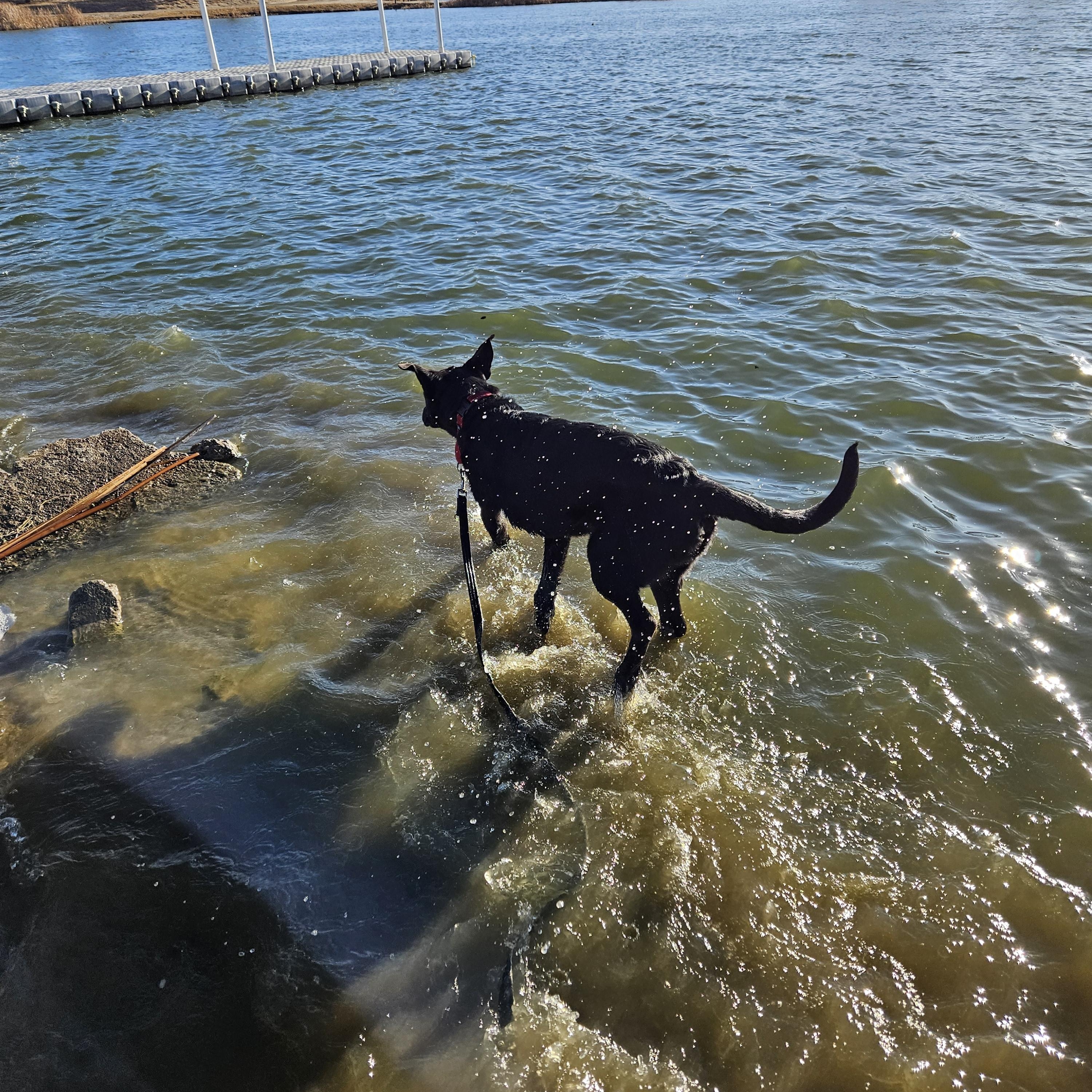 Enlarge Valor, a Adoptable mixed breed in Temecula, CA image 5/6