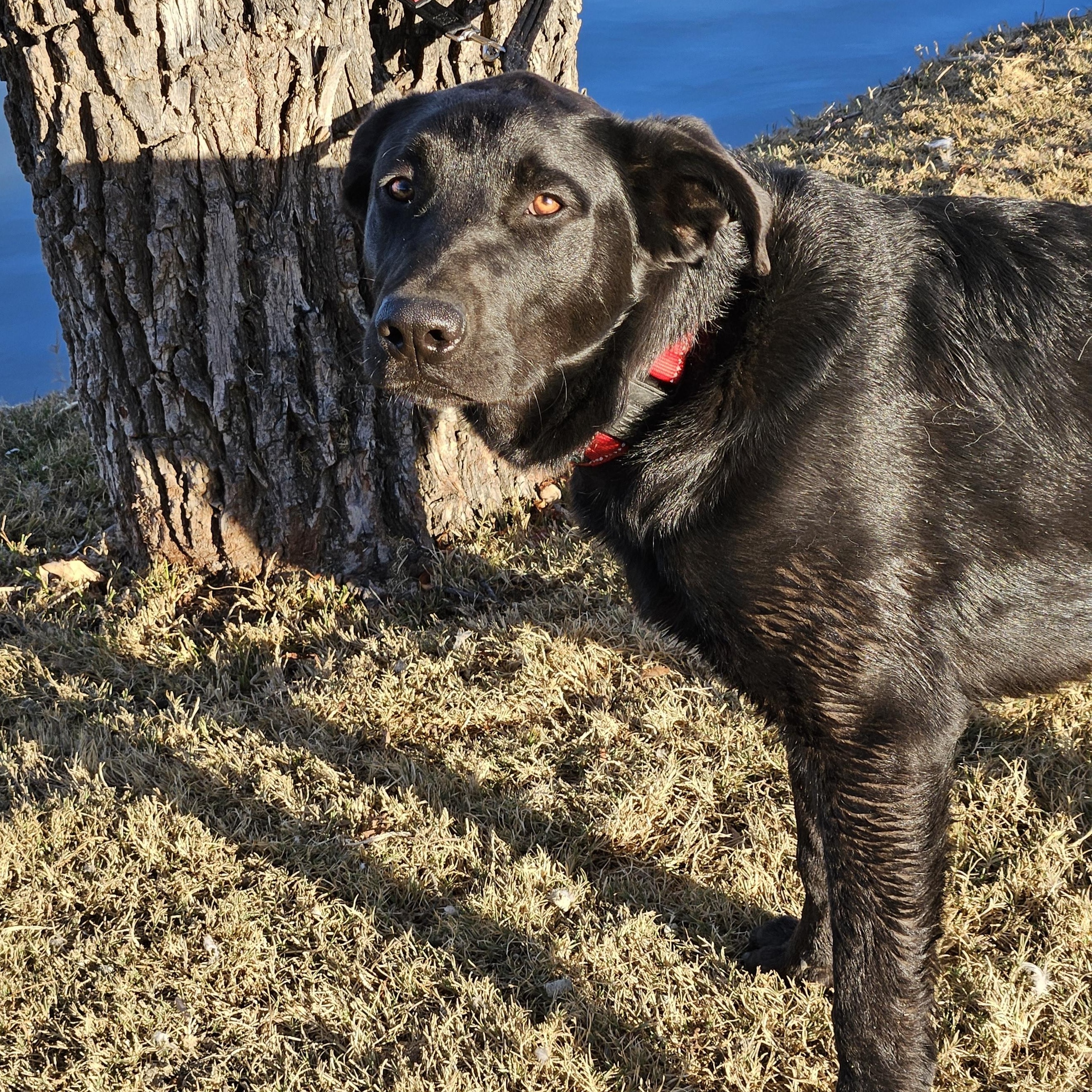 Enlarge Valor, a Adoptable mixed breed in Temecula, CA image 4/6