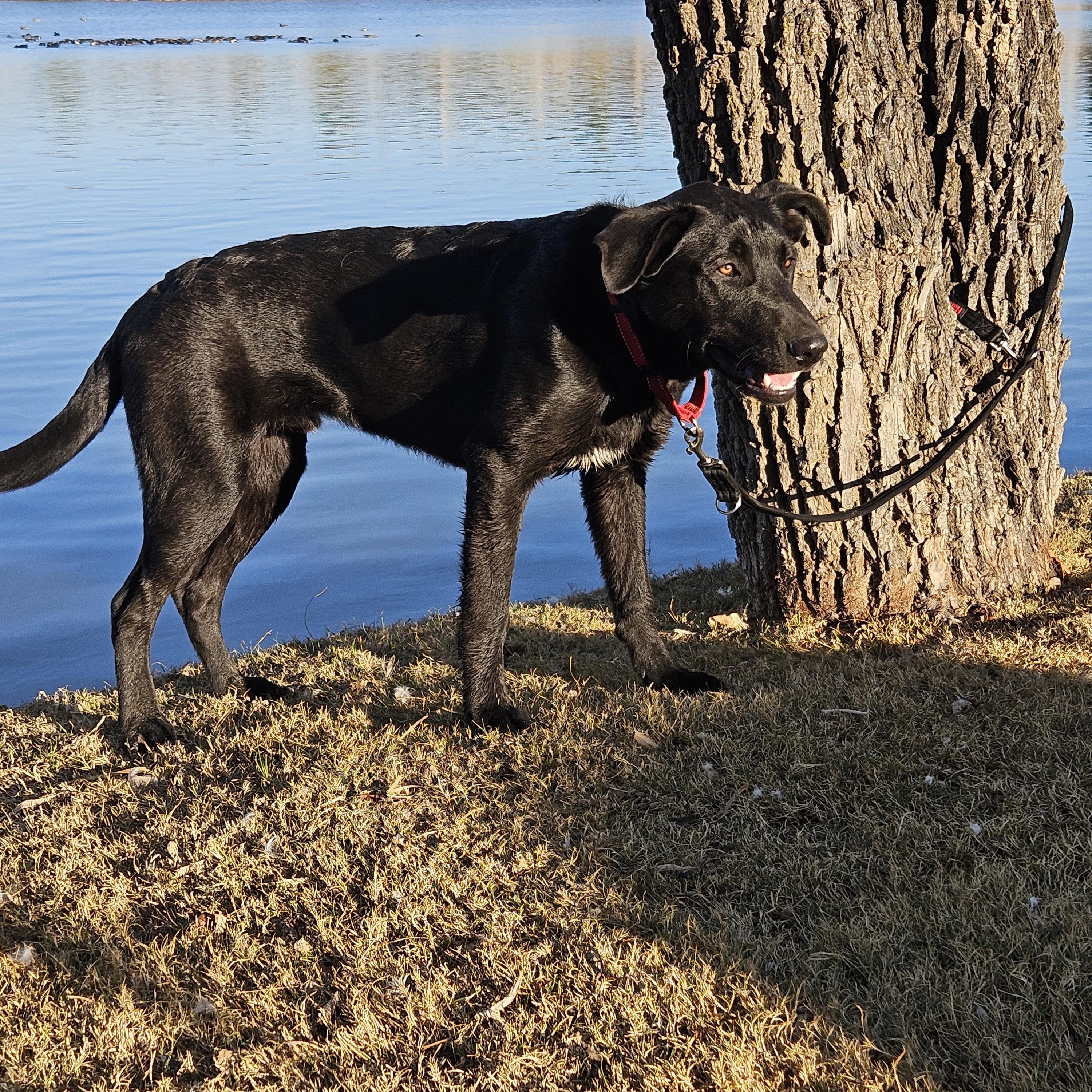 Enlarge Valor, a Adoptable mixed breed in Temecula, CA image 6/6
