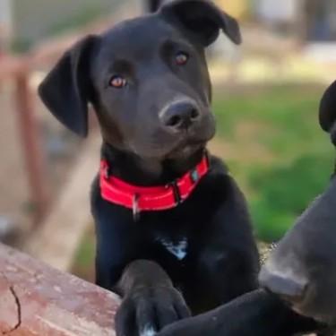 Enlarge Valor, a Adoptable mixed breed in Temecula, CA image 2/6