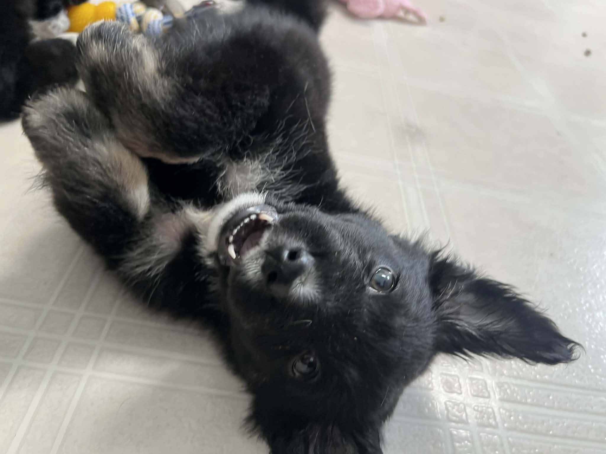 Enlarge Julian, an adopted mixed breed in Winnipeg, MB image 5/6