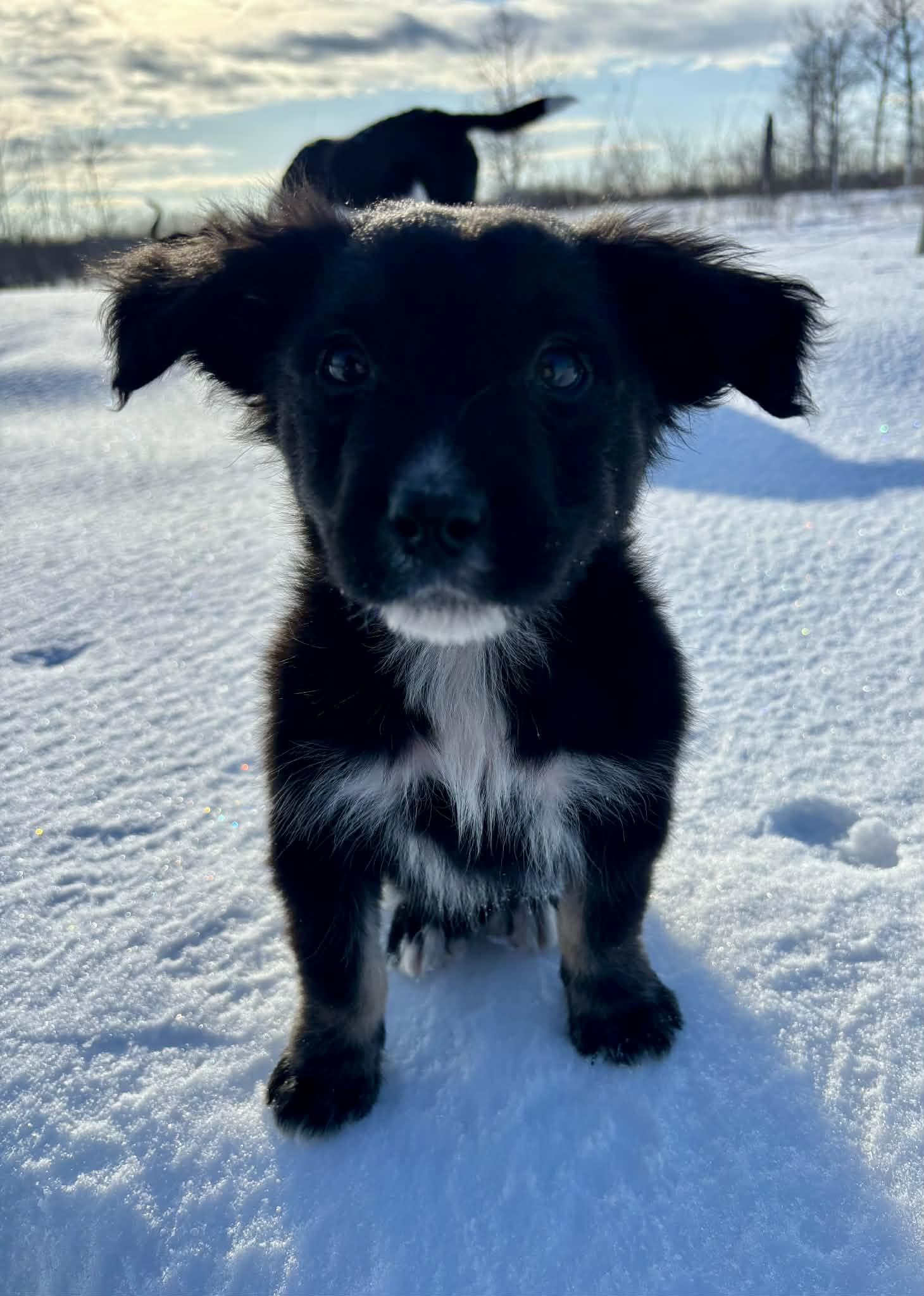 Julian, adopted, Puppy Male Border Collie.