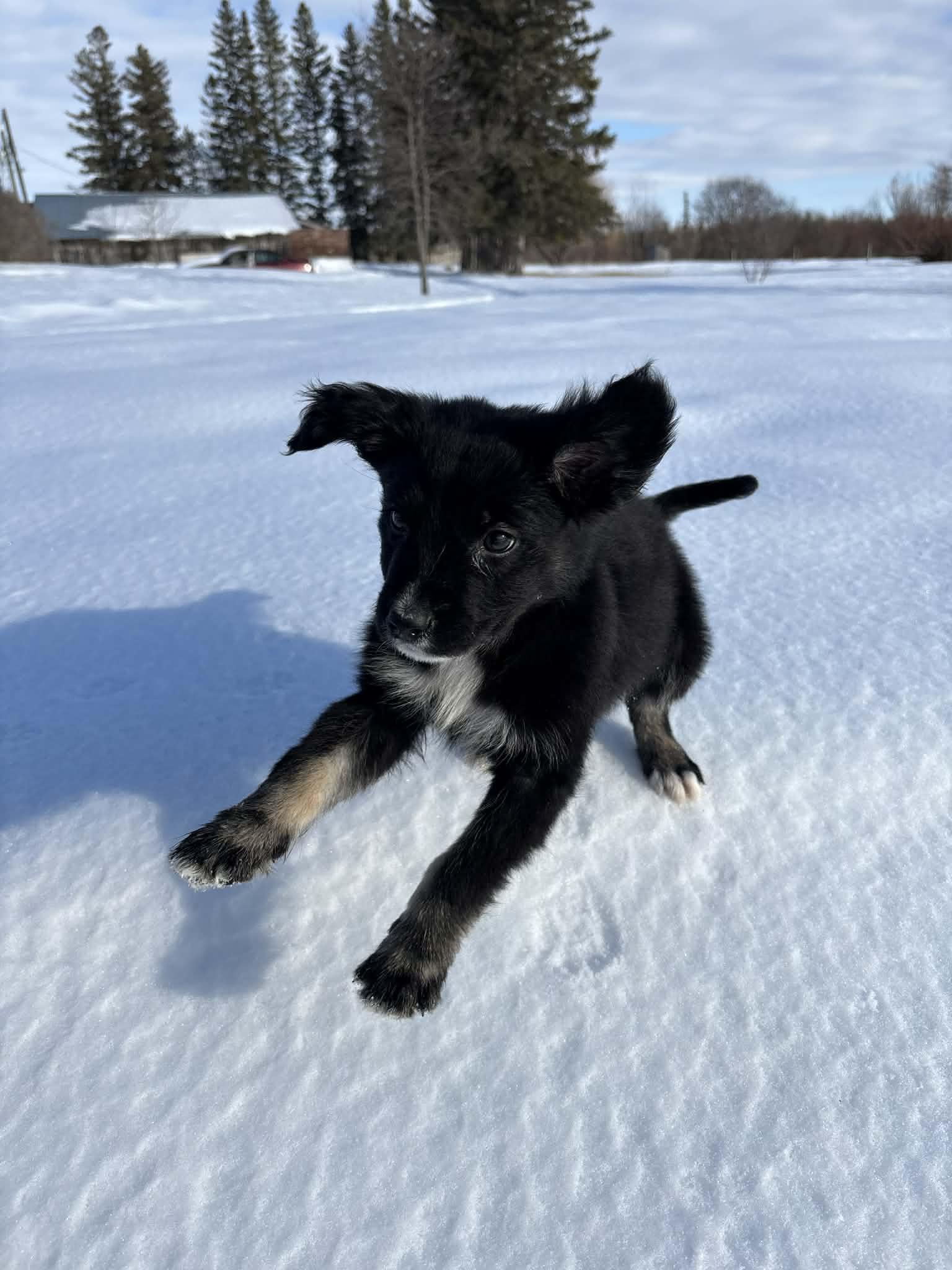 Enlarge Julian, an adopted mixed breed in Winnipeg, MB image 6/6