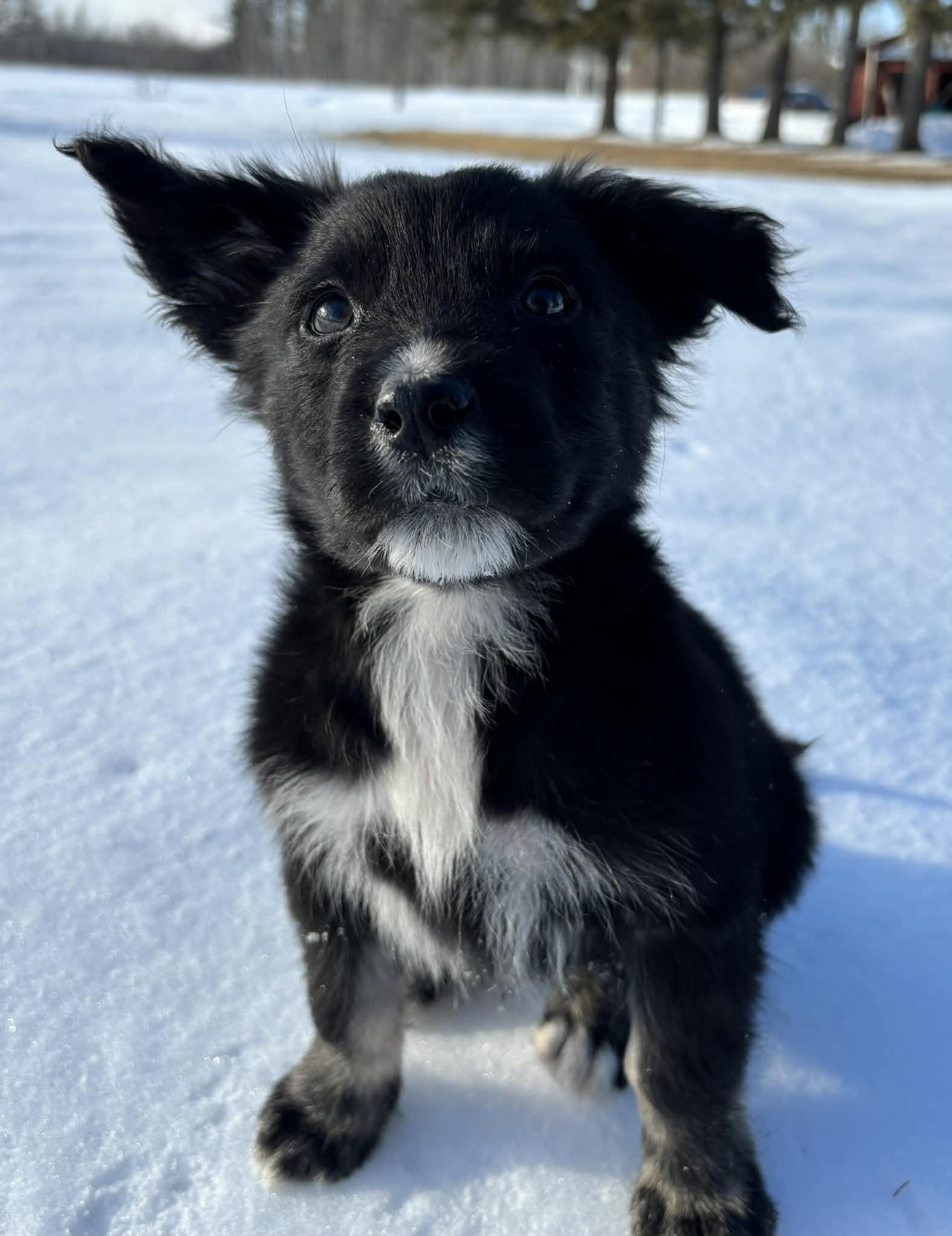 Enlarge Julian, an adopted mixed breed in Winnipeg, MB image 2/6