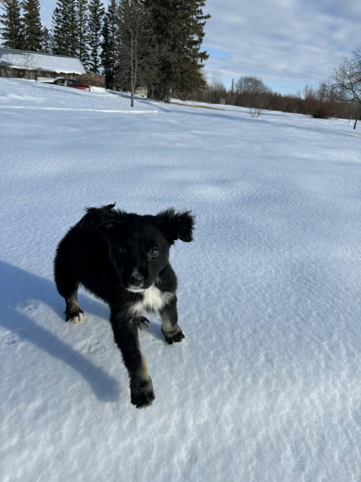 Enlarge Julian, an adopted mixed breed in Winnipeg, MB image 3/6