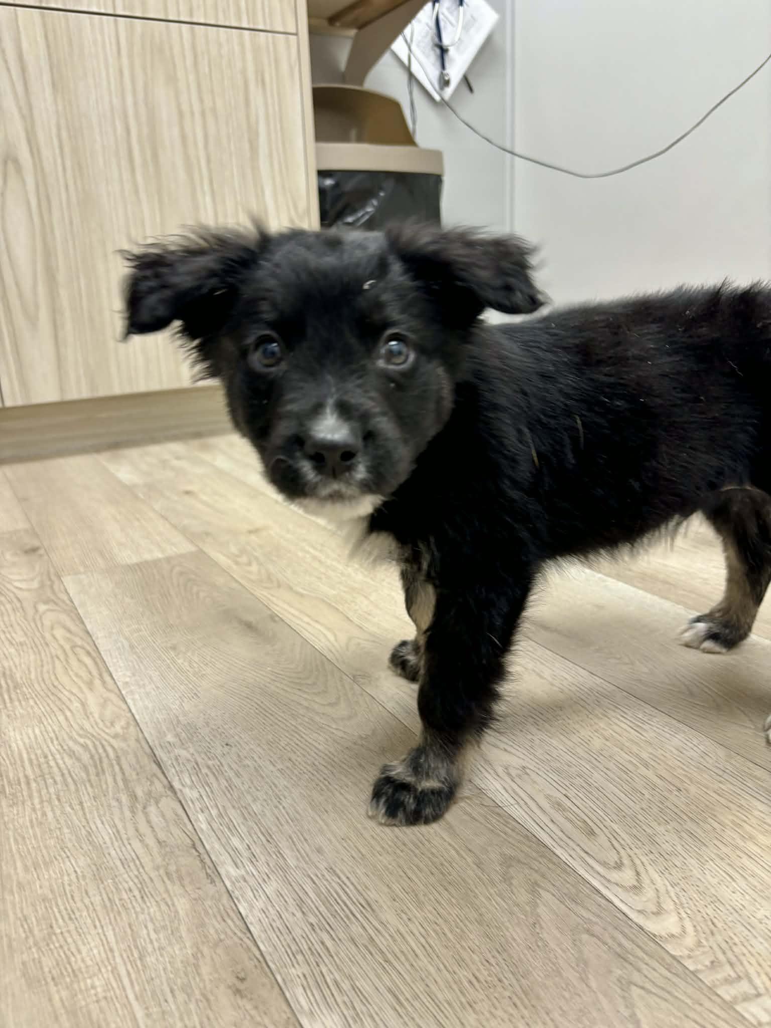 Enlarge Julian, an adopted mixed breed in Winnipeg, MB image 4/6