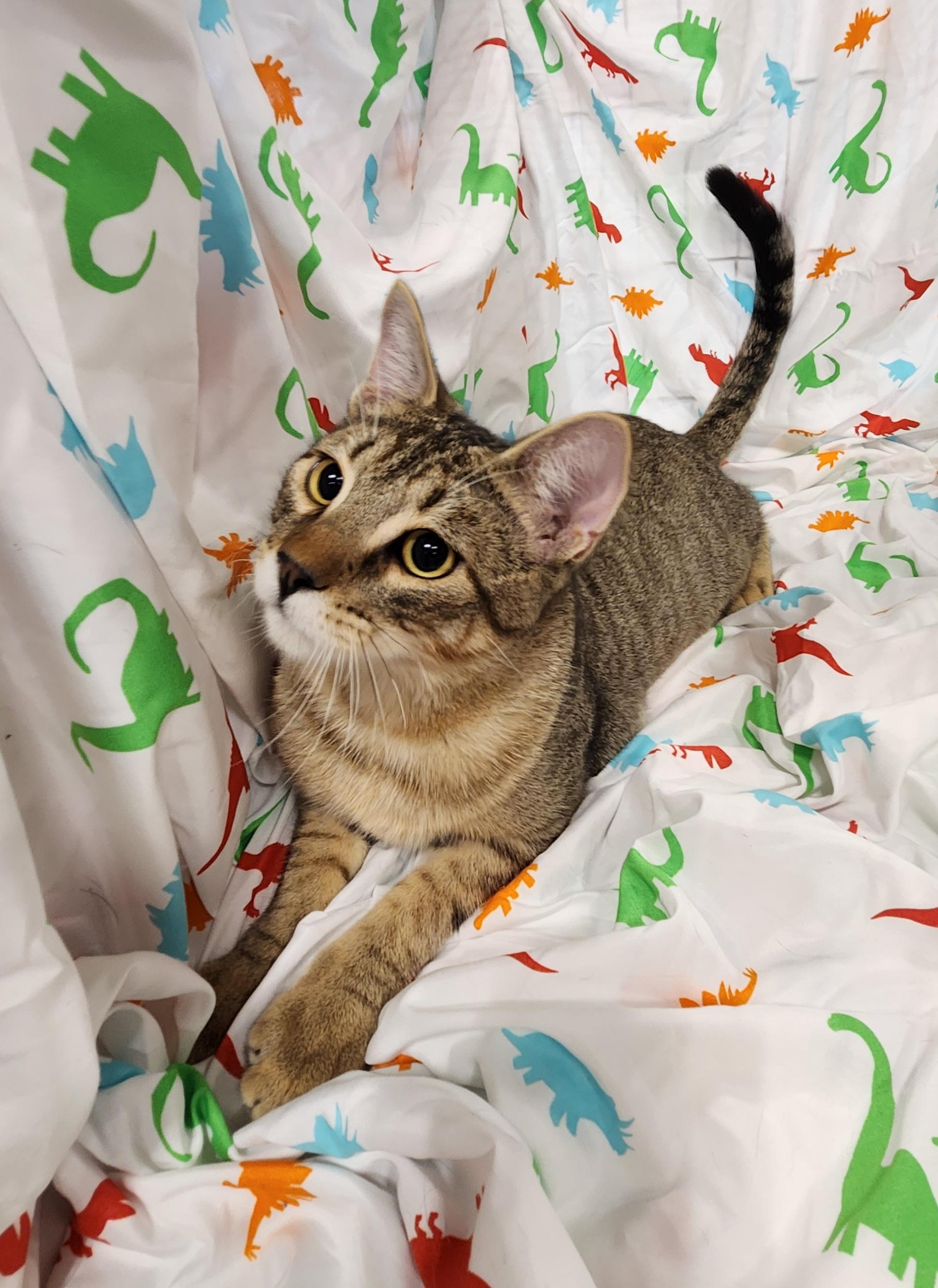 Enlarge Chai, a Adoptable Domestic Short Hair in Baton Rouge, LA image 1/6
