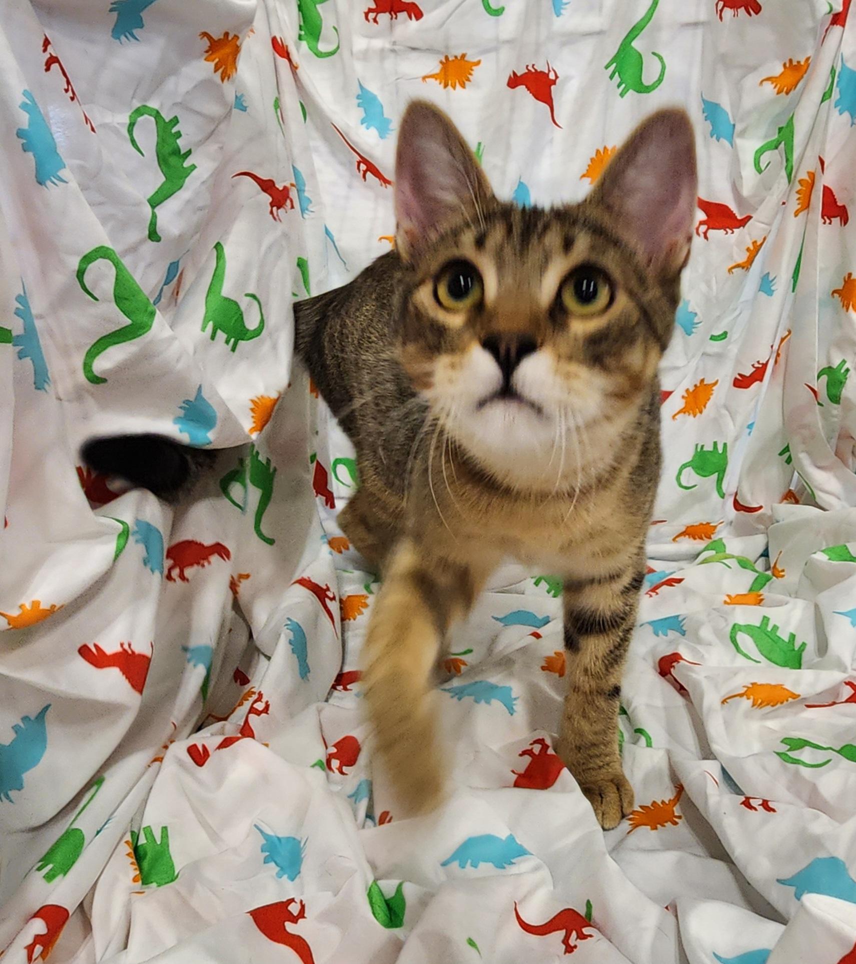 Enlarge Chai, a Adoptable Domestic Short Hair in Baton Rouge, LA image 2/6