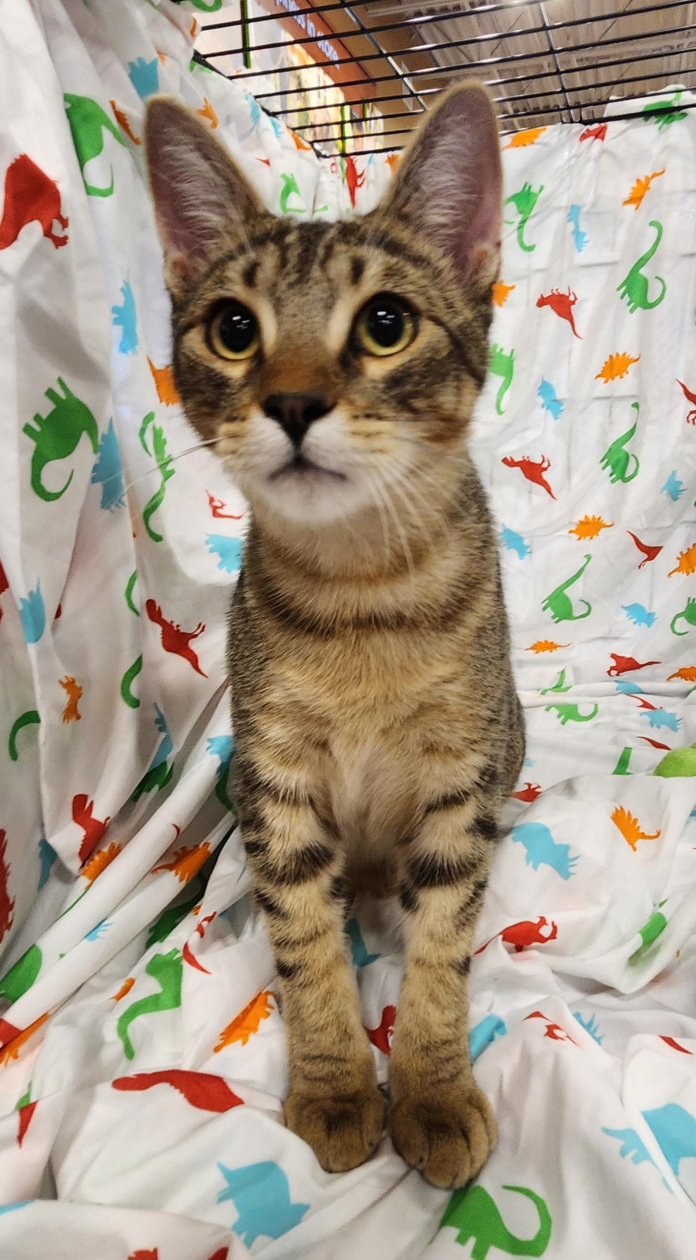 Enlarge Chai, a Adoptable Domestic Short Hair in Baton Rouge, LA image 3/6