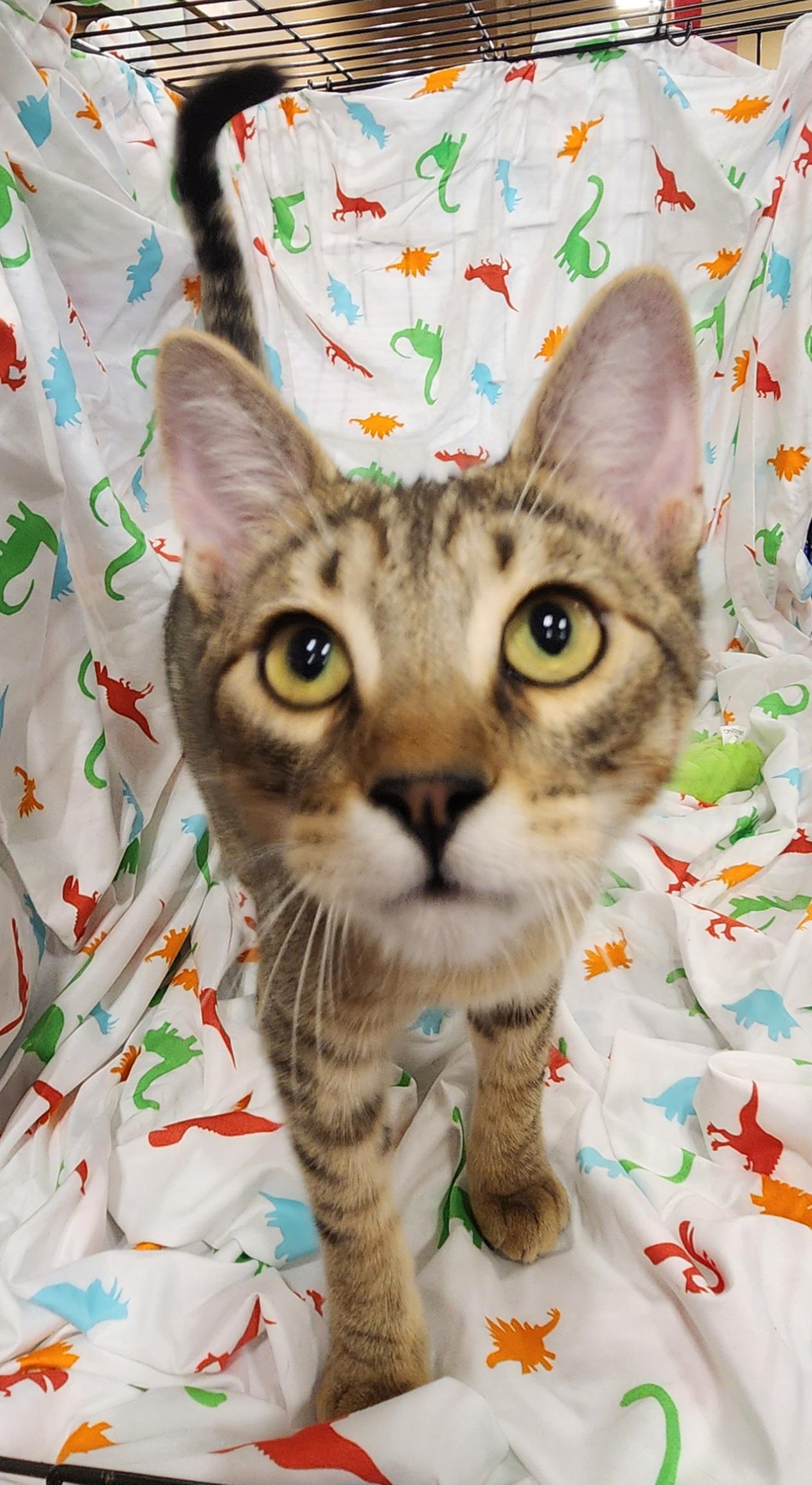 Enlarge Chai, a Adoptable Domestic Short Hair in Baton Rouge, LA image 4/6