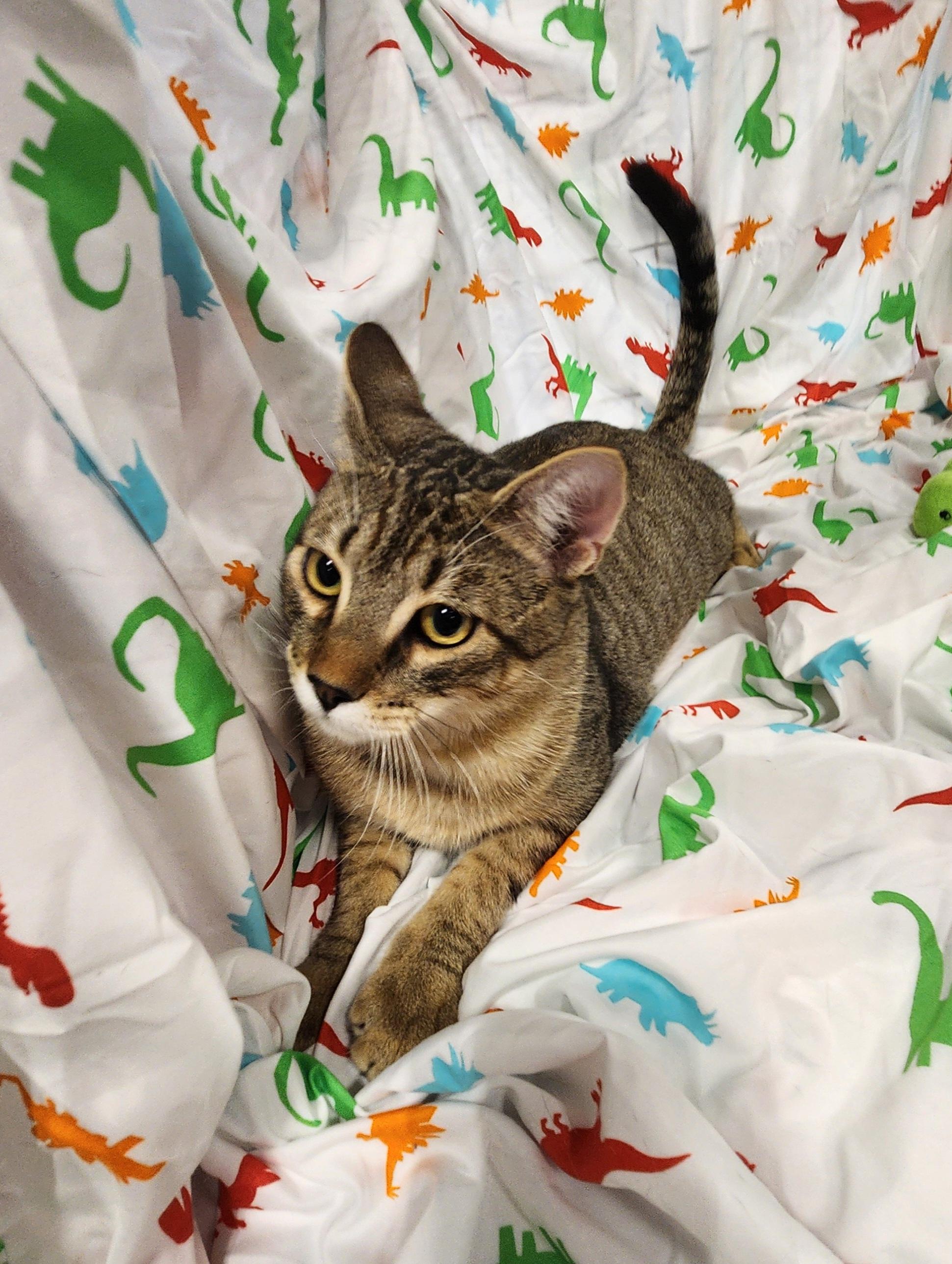 Enlarge Chai, a Adoptable Domestic Short Hair in Baton Rouge, LA image 5/6