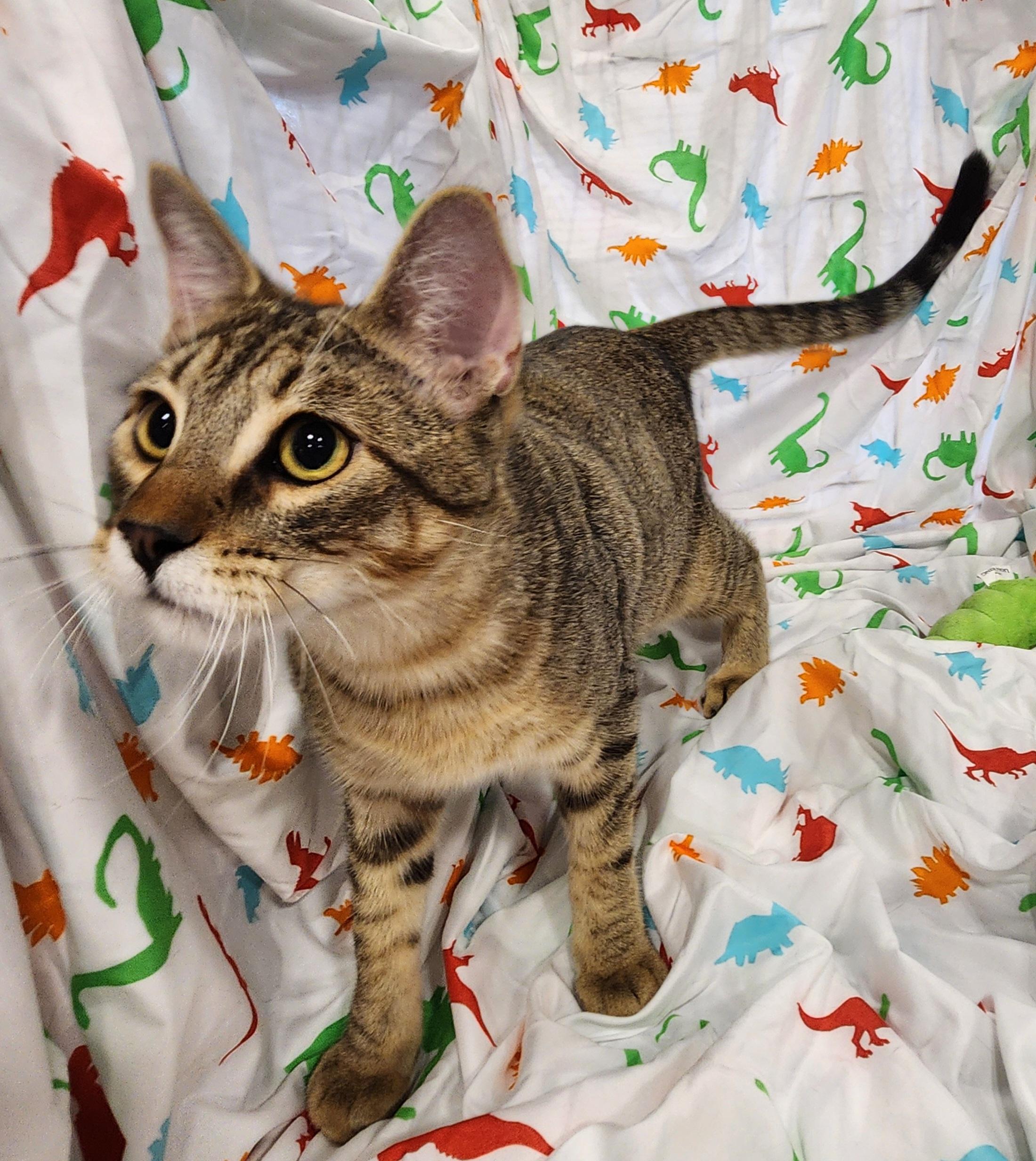 Enlarge Chai, a Adoptable Domestic Short Hair in Baton Rouge, LA image 6/6