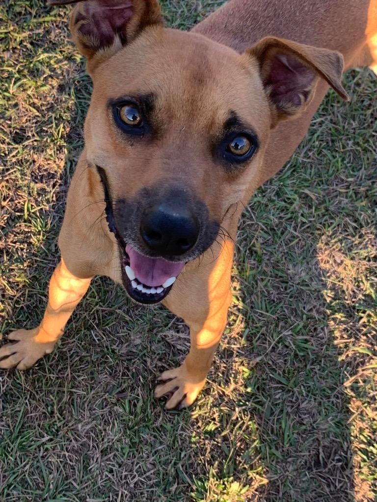 Benny, Adoptable, Adult Male Hound.