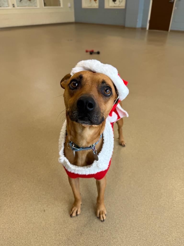 Enlarge Benny, a Adoptable mixed breed in North Syracuse, NY image 3/4