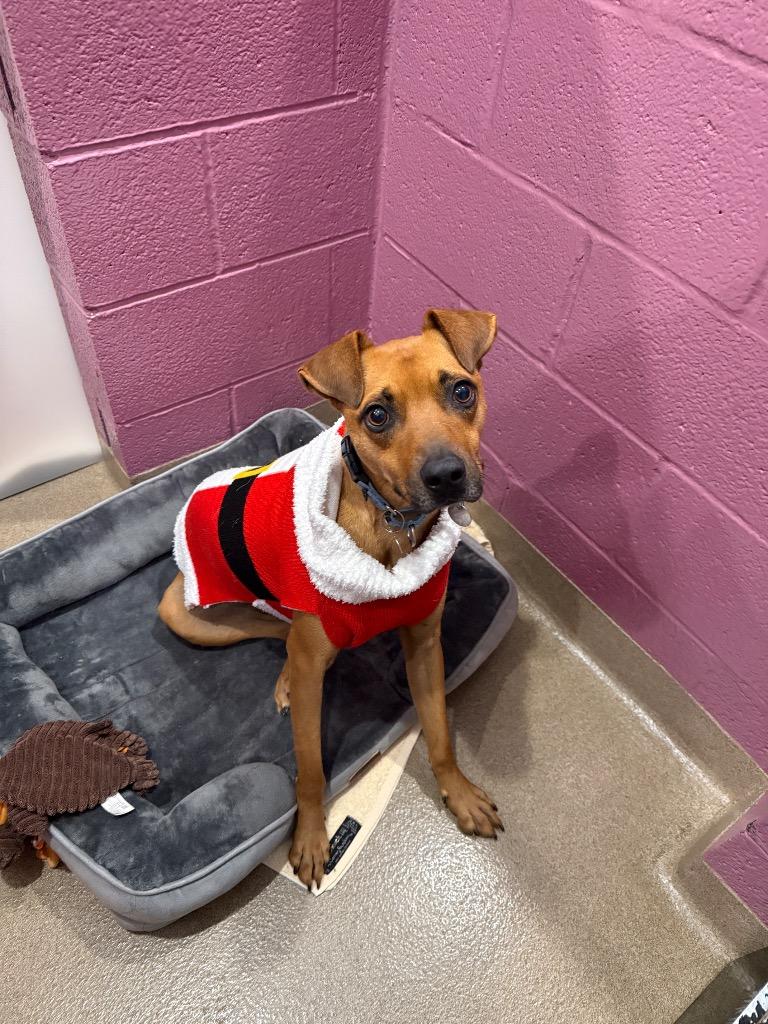 Enlarge Benny, a Adoptable mixed breed in North Syracuse, NY image 4/4