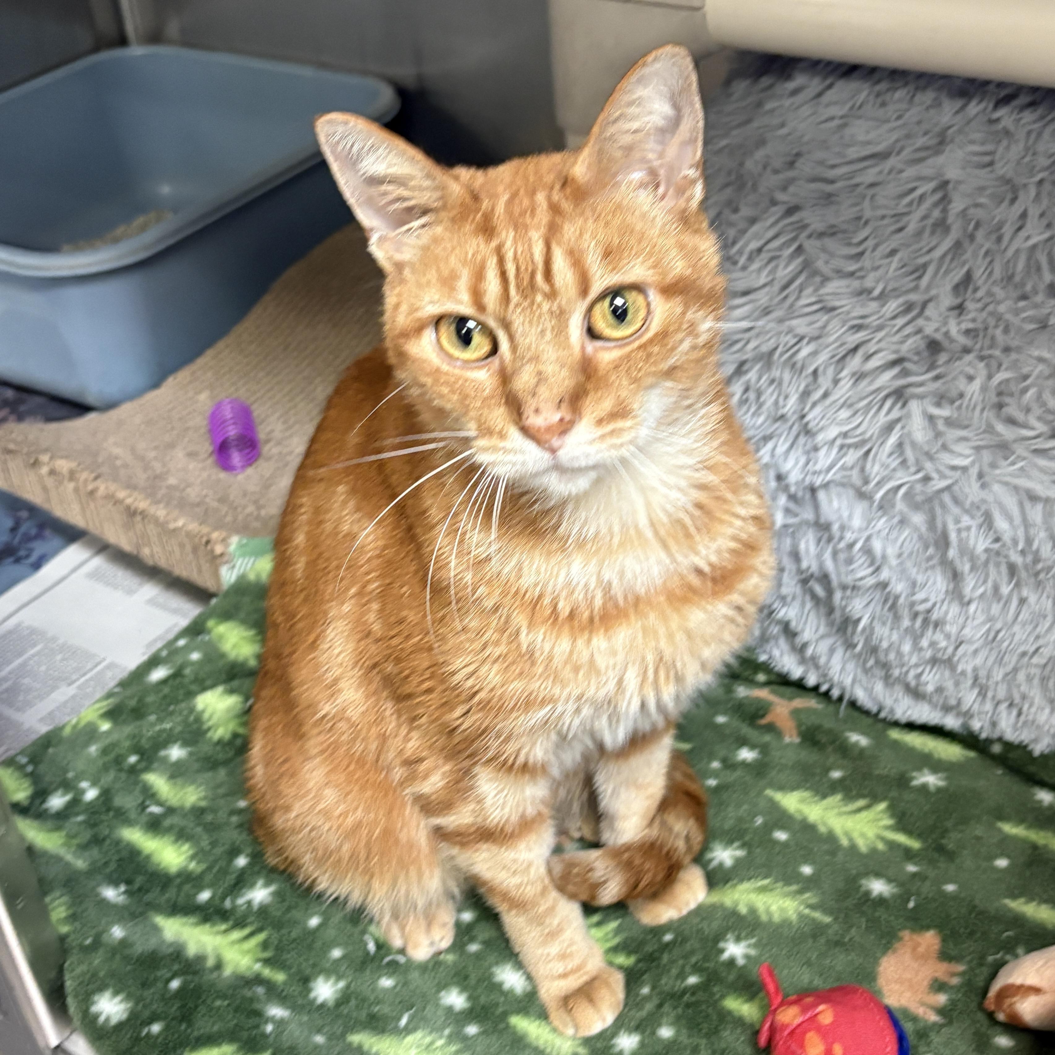Zenzi, Adoptable, Young Male Domestic Short Hair.